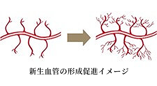 新生血液の形成促進イメージ