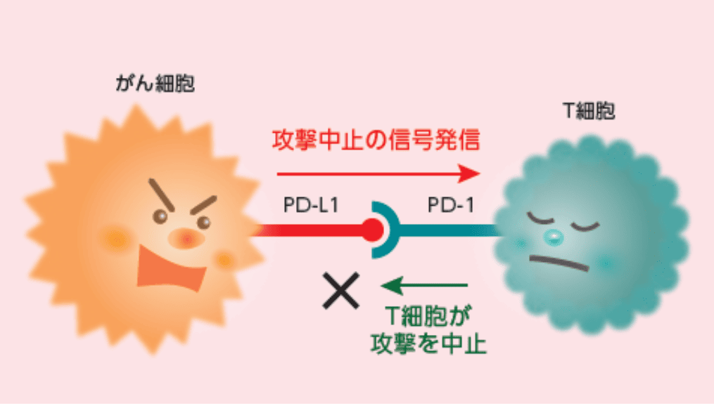 がん細胞とT細胞の画像①