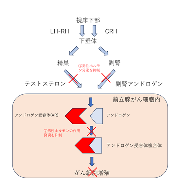 ホルモン療法画像